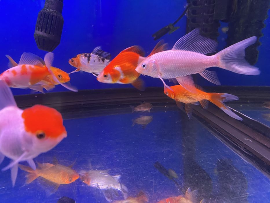 Продам вуалевых карпов кои