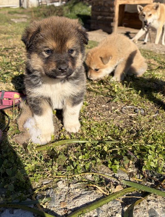 Подарявам кученца