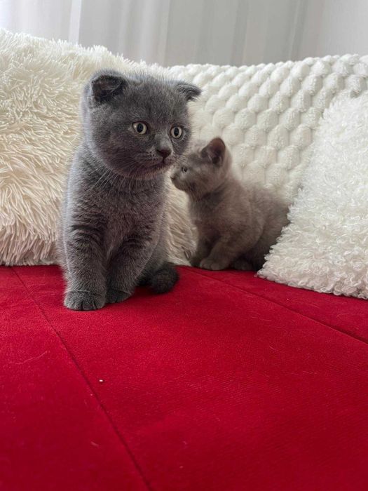 5 Pui de British longhair