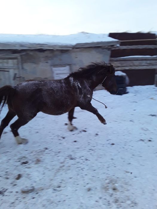 Продам лошадь верховую