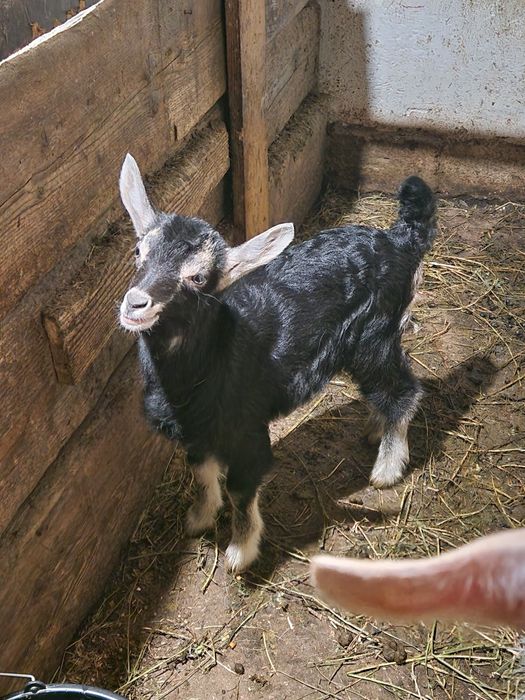 Ieduță de vânzare sau schimb