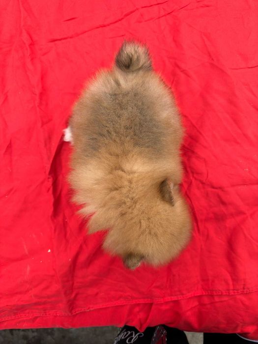 Fetita pomeranian
