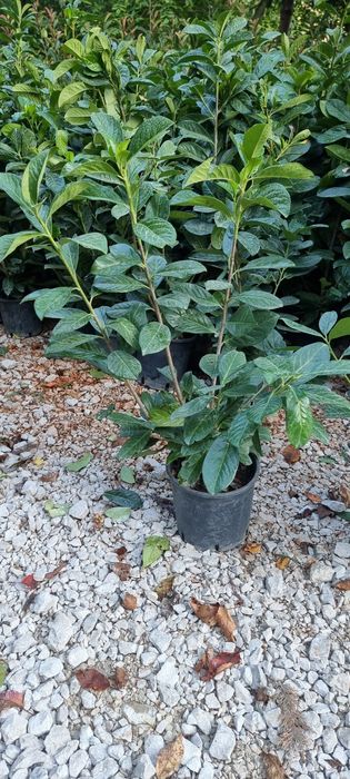 Tuia leylandi- prunus laucerasus ( laur englezesc) pin