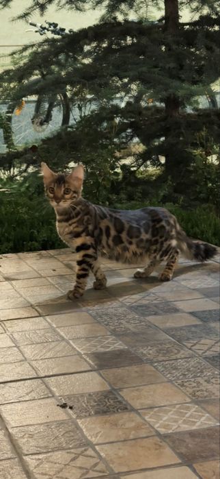 Чистокровные клубные бенгальские котята