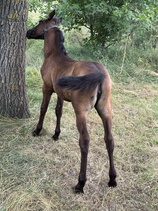 De vanzare manza mai multe detali in privat
