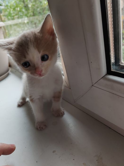 Отдаем котят породы бобтейл