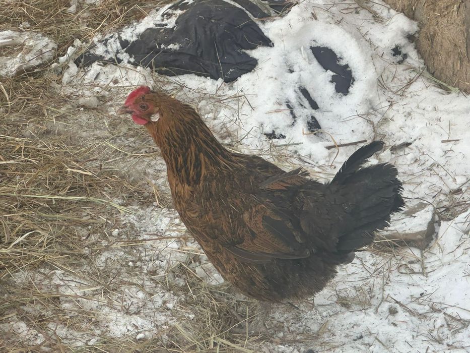 Продам курей домашних