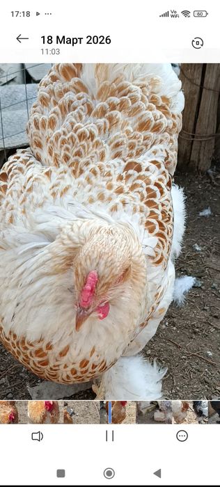 Продаются яйца курей породы  брама