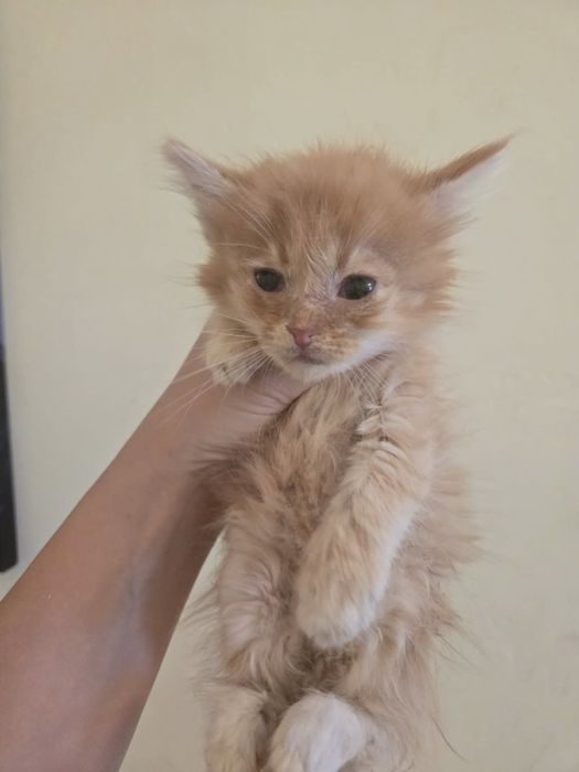 Котята в добрые руки!