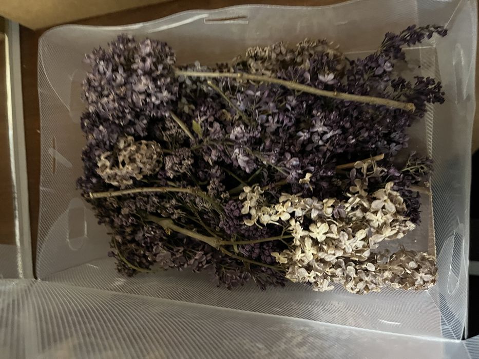 продам сухие цветы