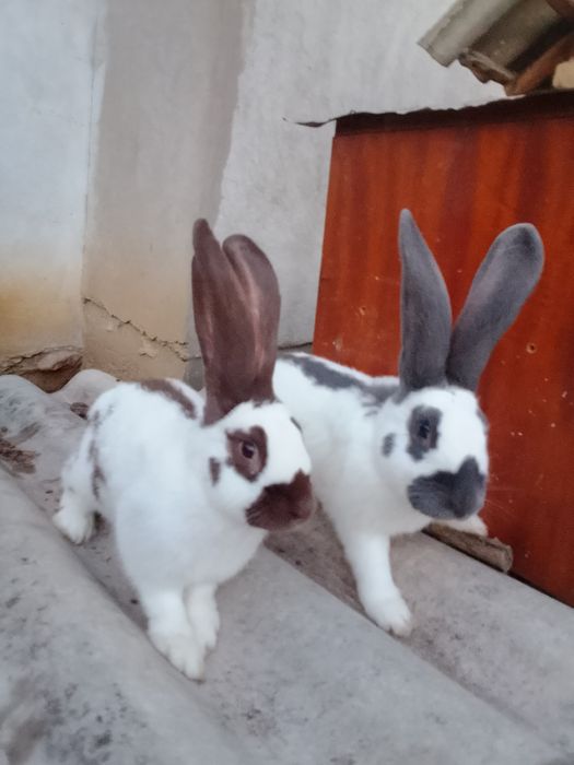 Iepuri de vânzare