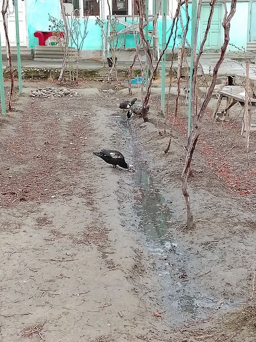 Indoutkalar sotiladi