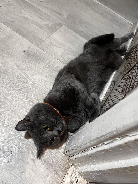 Кот отдам хорошие руки