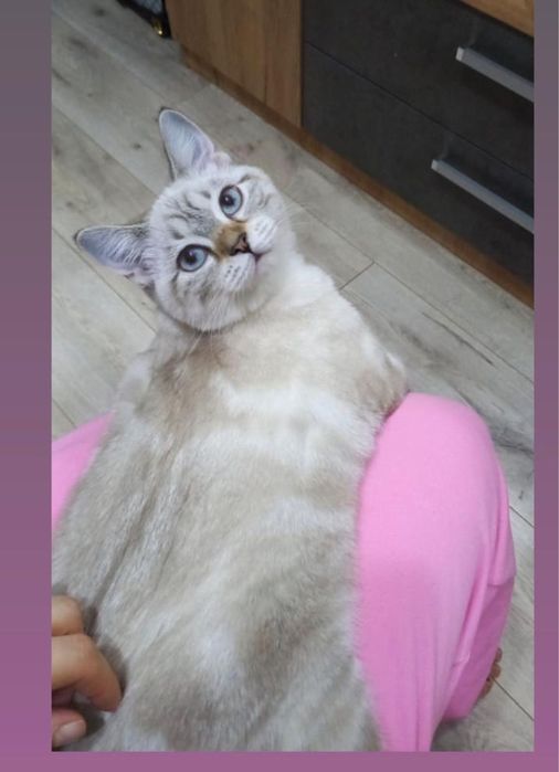 Потерялась кошка