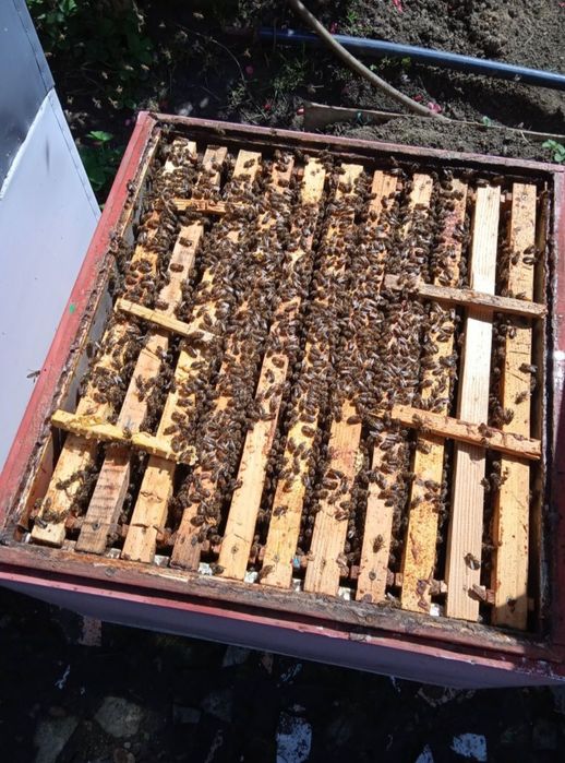 Vând 10 familii de albine