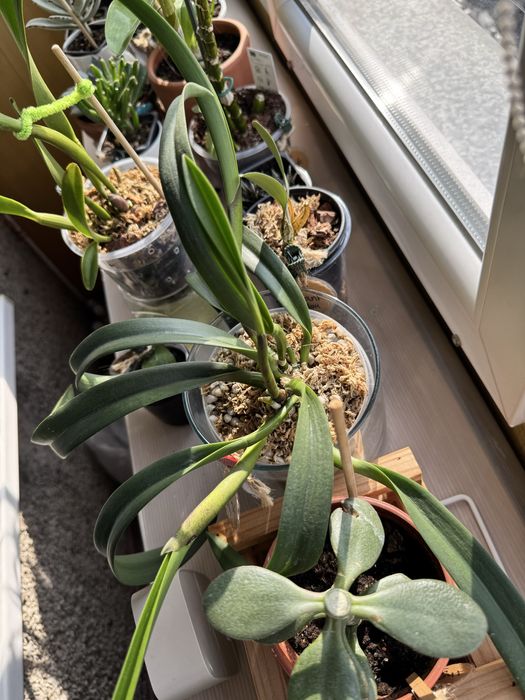 Орхидея Каттлея