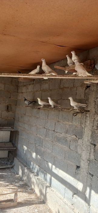 Продаётся голуби