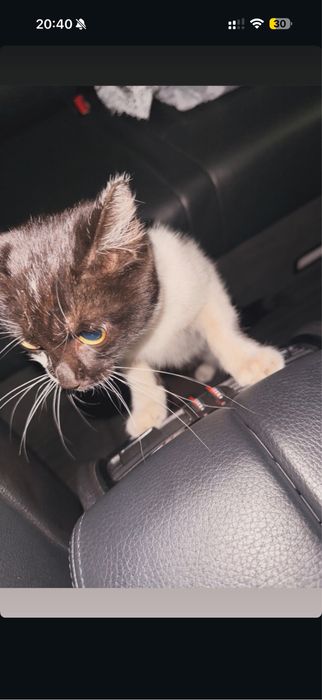 Отдам котенка очень красивый жалко