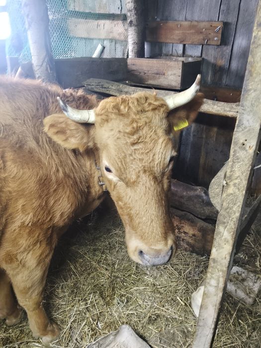 Продам.   корову