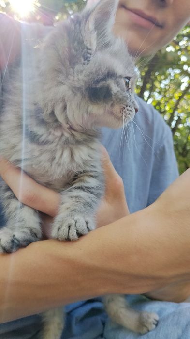 Котенок мальчик 1 месяц
