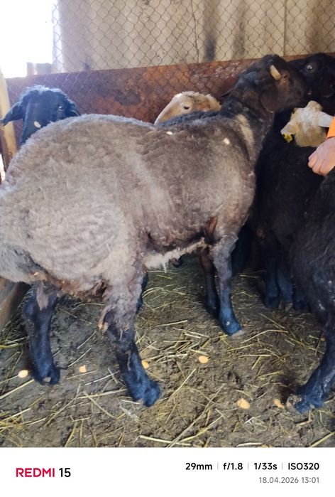 Продам кошкара на развод эдильбай