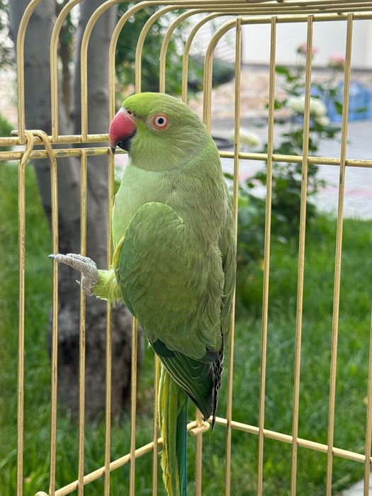 Красивый ожереловый попугай