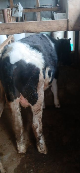 Бичок сатилади 11 айлик