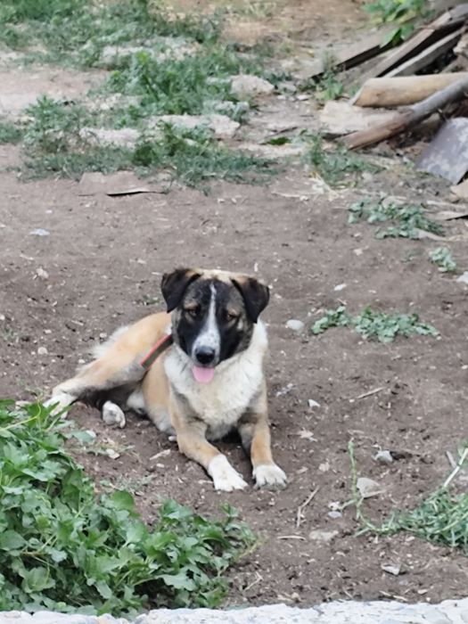 Отдам даром собаку