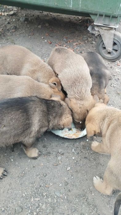 Отдам щенков бесплатно