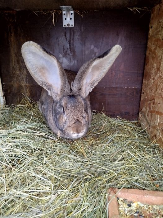 Vând iepuri uriaș german