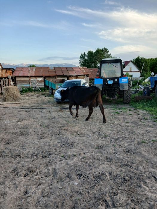Продам корову продам корову