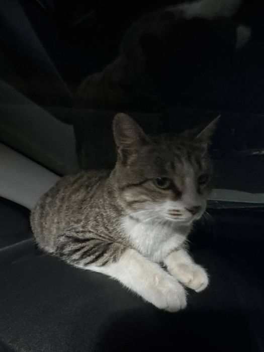 Котенка в добрые руки