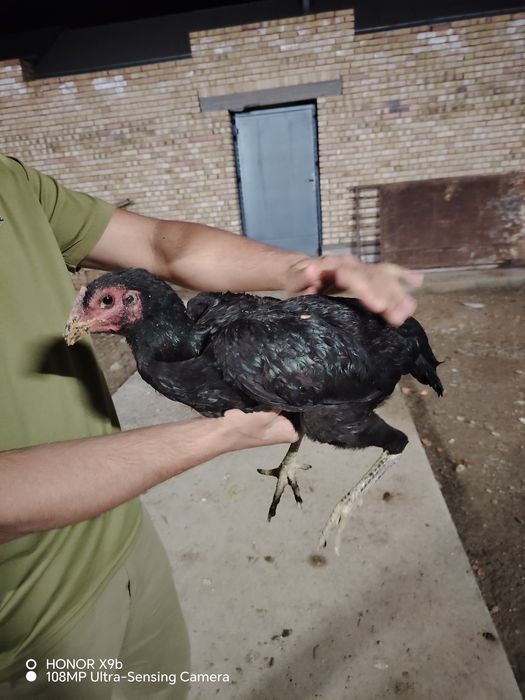 O SHAMO dakan makiyon