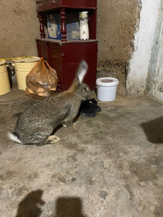 Самки  крупные фландра