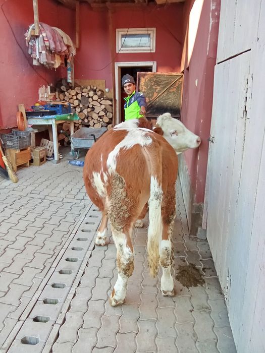 Vînd un tăuraș are 7 lui