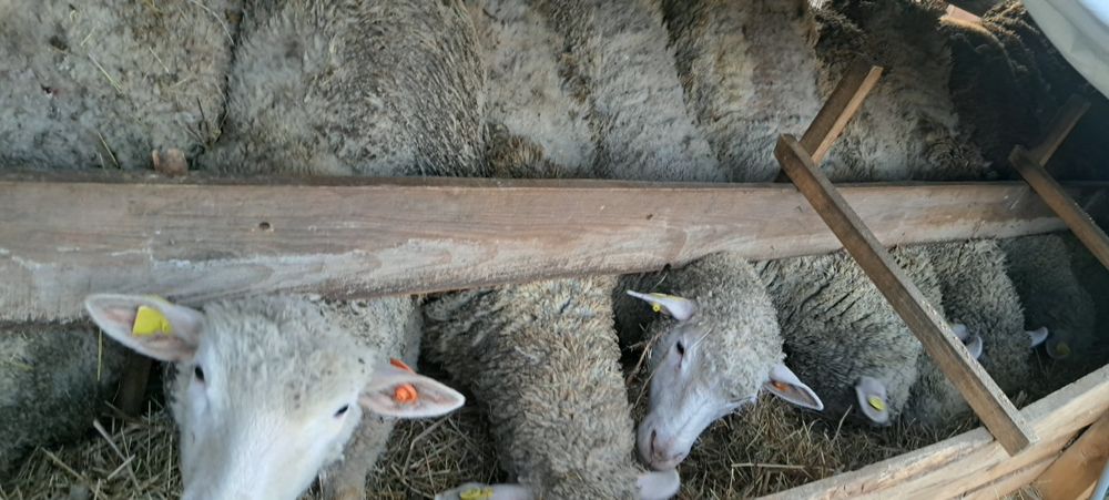 Продавам агнета и овце ил дьо франс