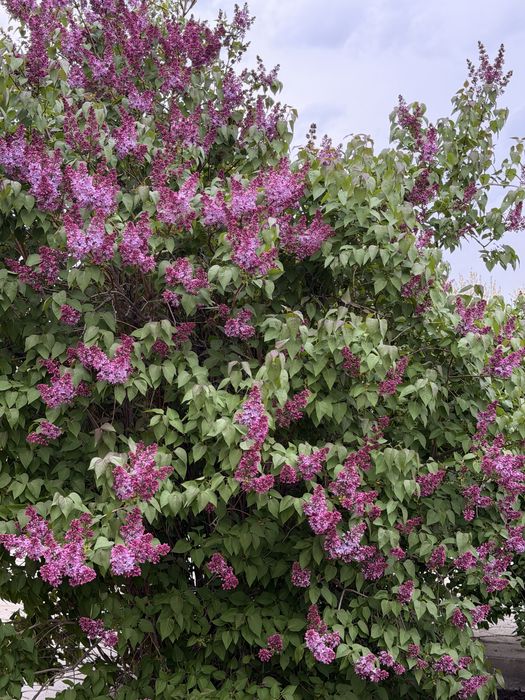 Сирень фиолетовая