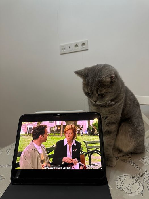 Кошка, милая и ласковая