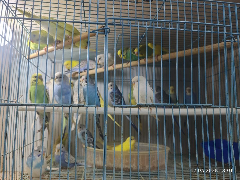 Волнистый попугай