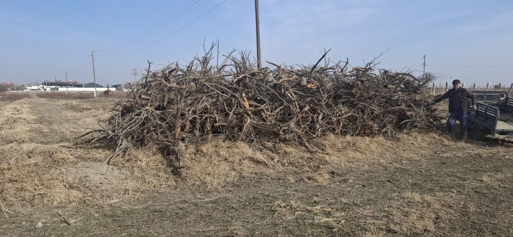 Daraxt kundalari sotiladi. arzon