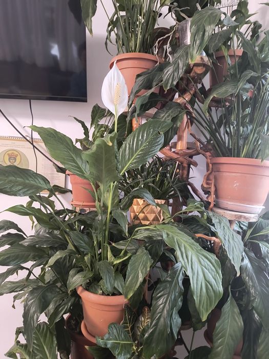 Vând suport etajat de flori