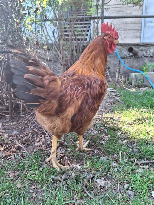 Молодые петушки домашние