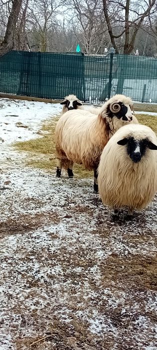 Vând berbecuț de anul trecut din luna februarie îi foarte voinic,