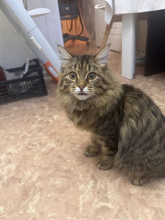 Кошка домашнее животное