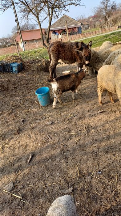 Pui de magar de vanzare