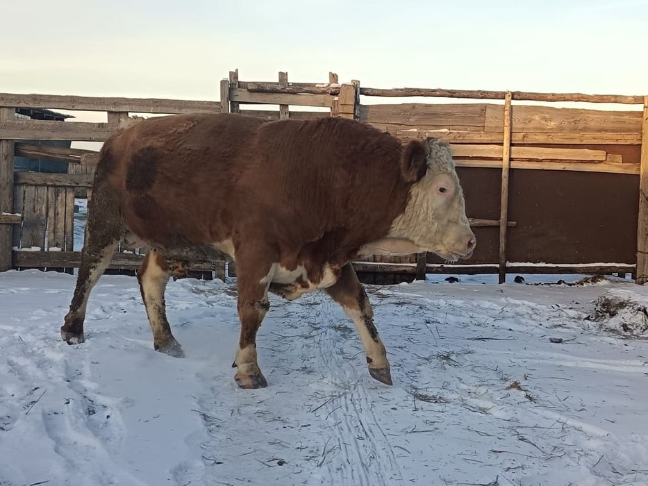 Продается на племя бык