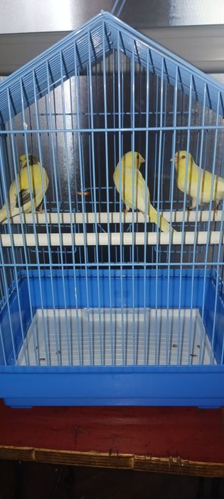3 pui canar de anul acesta