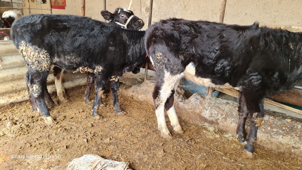 8 бас қашар сатылады