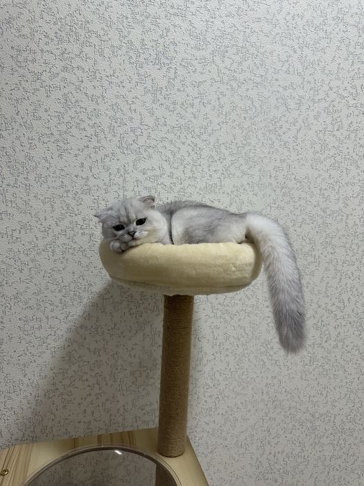 skotish fold SROCHNO sotiladi