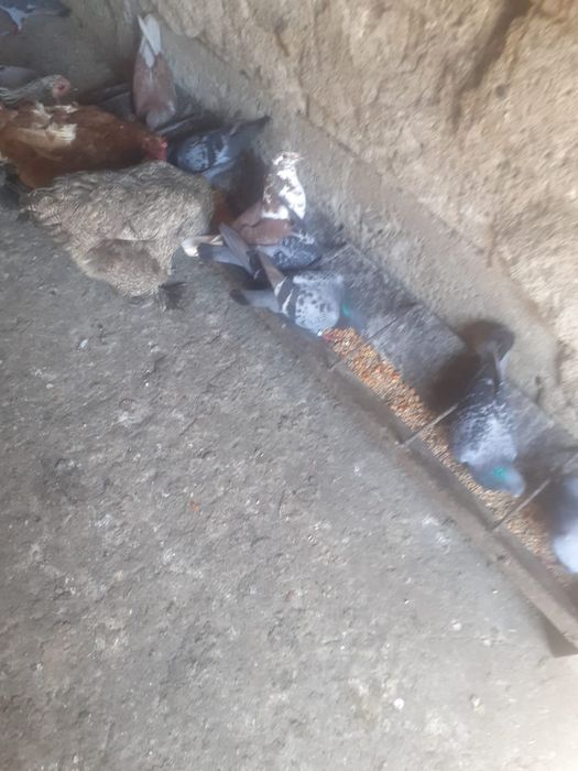 Vănd porumbei poștași